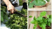 Nettle leaf: A superfood you must try