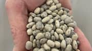 Tepary beans: What makes this legume special