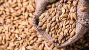 Barley: The nutritious grain your meals are missing 