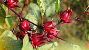 Roselle flowers: Your secret to wonderful skin