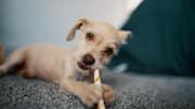 How to remove dog stains from carpets