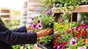 Buying a plant? Keep these questions in mind