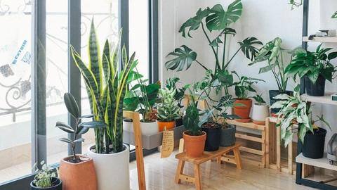Some easy to grow, low maintenance plants for beginners Some easy to grow, low maintenance plants for beginners
