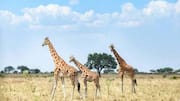 Uganda's best-kept secret: Kidepo Valley National Park