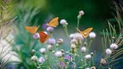 You must visit Zanzibar's butterfly sanctuary at least once 