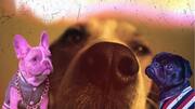 Dogs might be able to 'see' with their snouts: Study