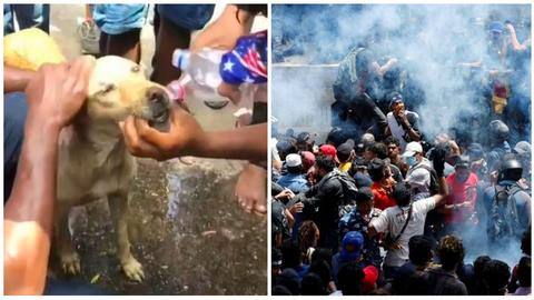 Sri Lankan protesters help tear-gassed dog outside PM office Sri Lankan protesters help tear-gassed dog outside PM office