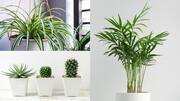 Looking for low-maintenance plants for office? Check these out Looking for low-maintenance plants for office? Check these out