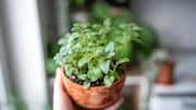 How to grow lemon balm in pots