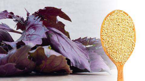5 amazing health benefits of the superfood amaranth 5 amazing health benefits of the superfood amaranth