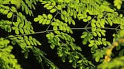 African herbs that can improve your wellbeing