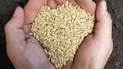 5 reasons to add barley to your daily diet