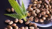 Hemp seeds: Why to add this superfood to your diet