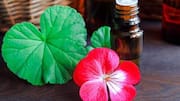 Why geranium oil is trending in wellness circles