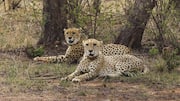 9 cheetahs from Botswana arrive at MP's Kuno National Park