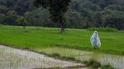 Monsoon covers entire country by June 29, 2025