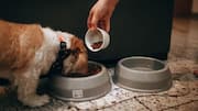 How to create a mess-free feeding spot for your dog