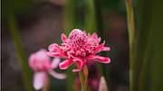 Give your dishes a tangy twist with torch ginger