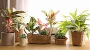 Add plants to your home decor (on a budget) 