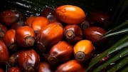 How to cook with palm nuts