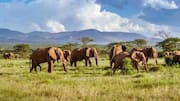 You must explore these wildlife corridors in Africa