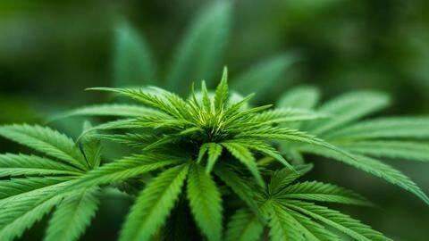 US: First FDA-approved marijuana drug available across all US states US: First FDA-approved marijuana drug available across all US states
