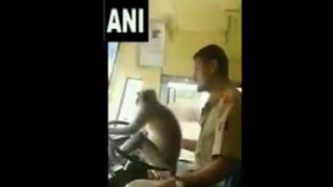 KSRTC bus driver lets langur drive a bus; gets suspended KSRTC bus driver lets langur drive a bus; gets suspended