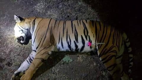 Maharashtra: Man-eater tigress shot dead, reportedly in cold blood Maharashtra: Man-eater tigress shot dead, reportedly in cold blood