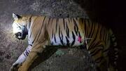 Maharashtra: Man-eater tigress shot dead, reportedly in cold blood