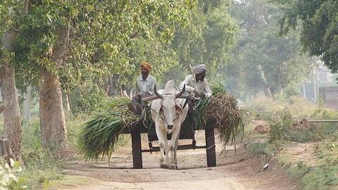 Amid rising fuel prices, Congress member wants bullock cart Amid rising fuel prices, Congress member wants bullock cart
