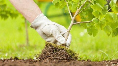 Australia to plant a billion trees to fight climate change Australia to plant a billion trees to fight climate change