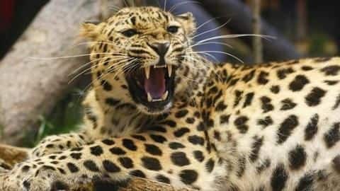 The big cat was finally captured after two hours The big cat was finally captured after two hours