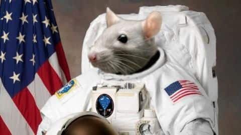 NASA sent 20 mice astronauts to space, here's why NASA sent 20 mice astronauts to space, here's why