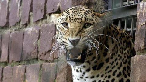 The leopard was spotted around 8am on Friday The leopard was spotted around 8am on Friday