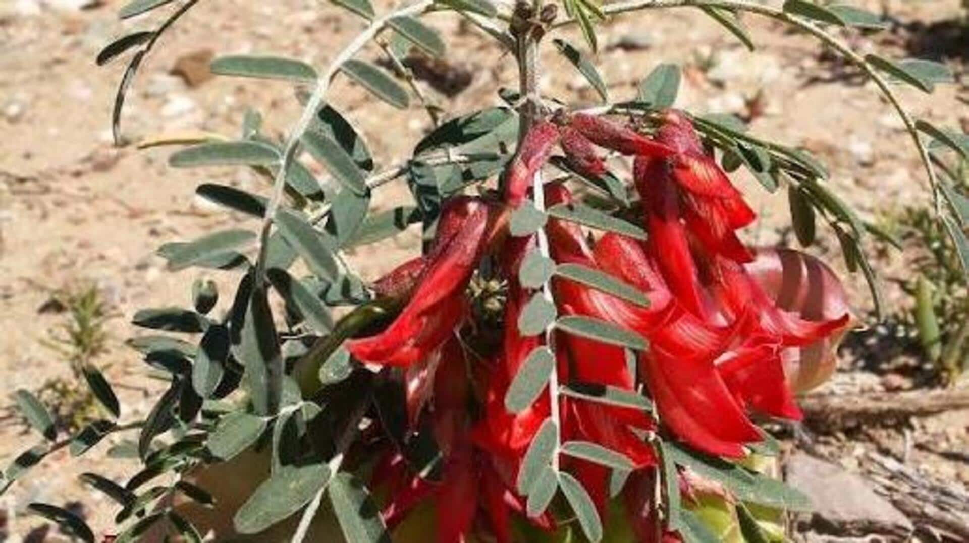 Sutherlandia plant: A traditional herbal remedy 