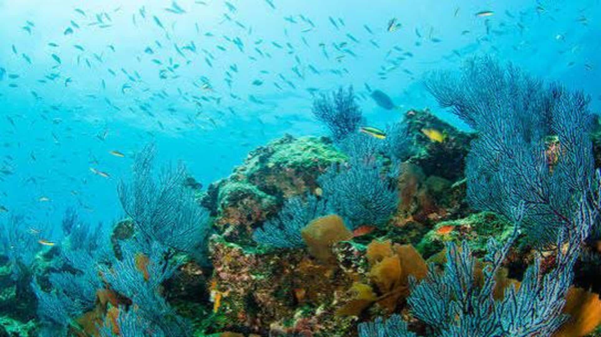How to explore Mozambique's underwater world on a guided tour