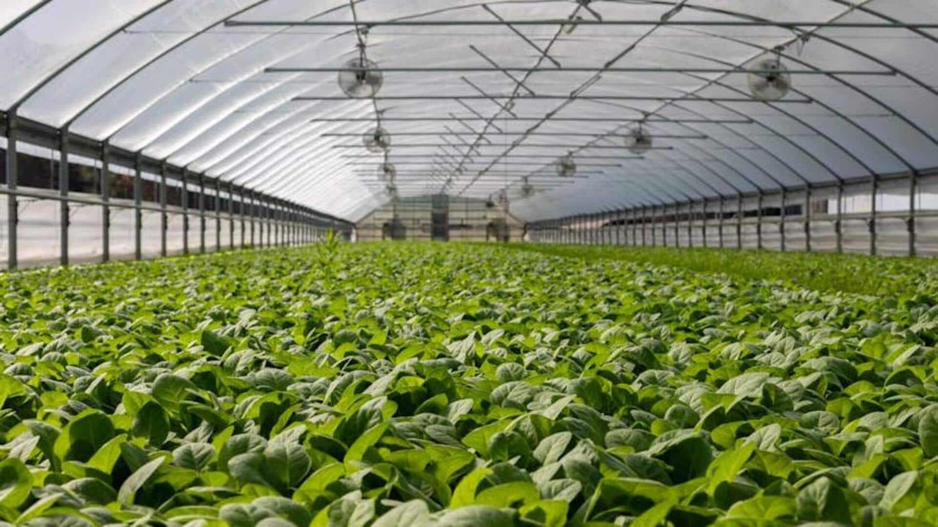 Enhance your greenhouse for optimal plant health