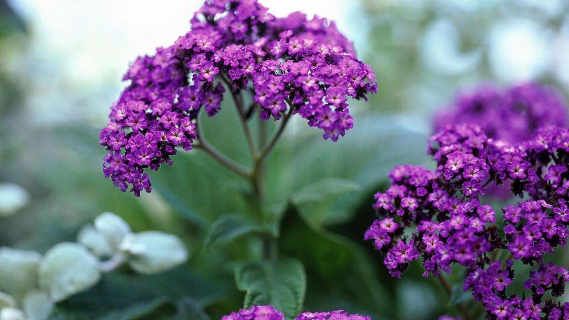 How to grow heliotrope at home How to grow heliotrope at home