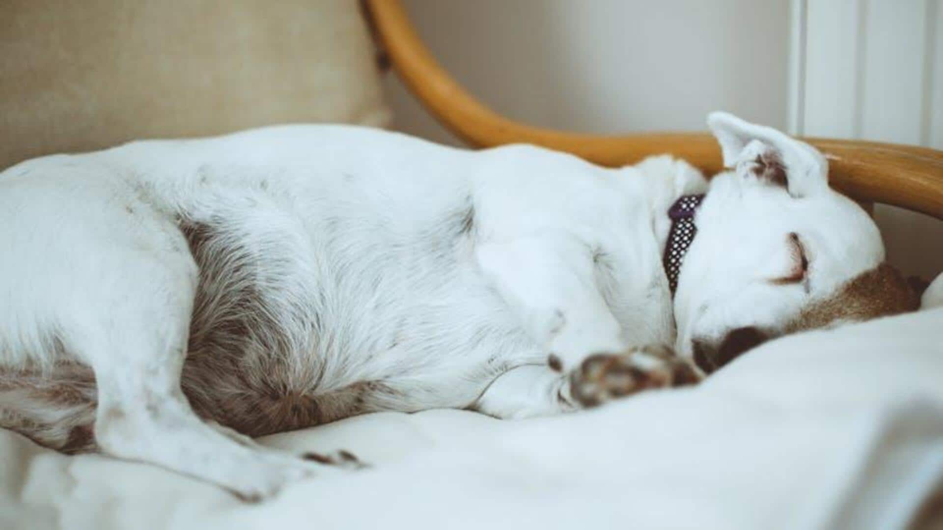 How to deep-clean your dog's bedding (the easy way!)
