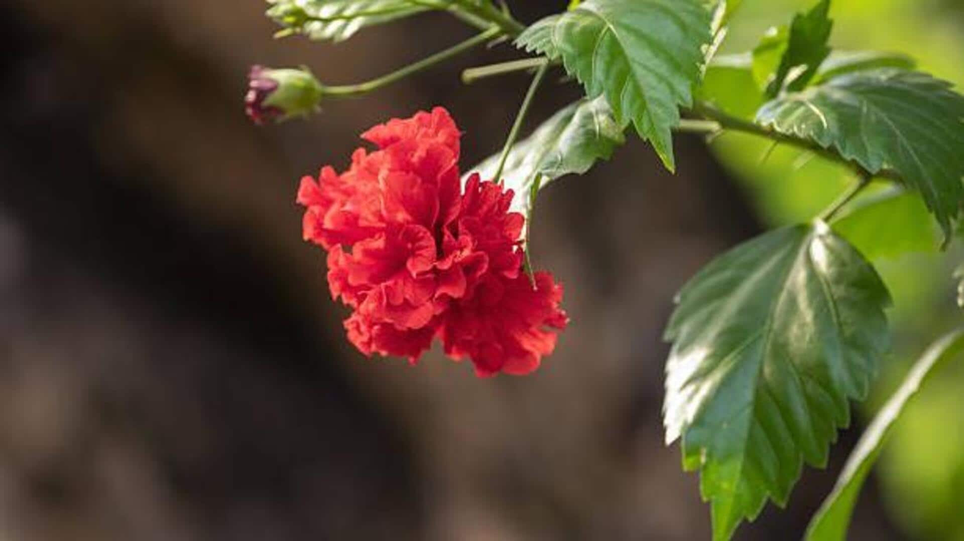 How hibiscus can help brighten your skin 