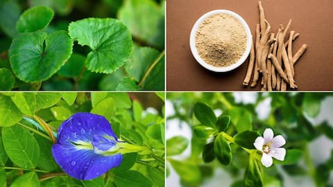 Amazing Ayurvedic herbs for your mind and memory
