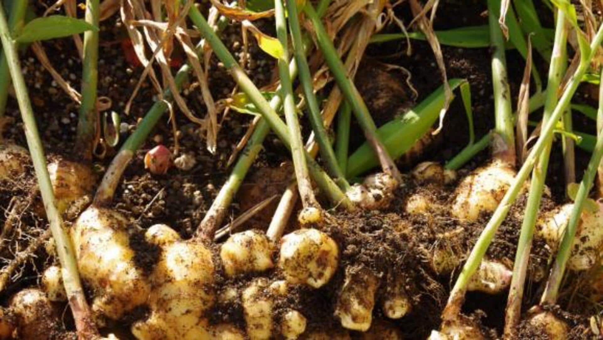 How to grow fresh ginger at home How to grow fresh ginger at home