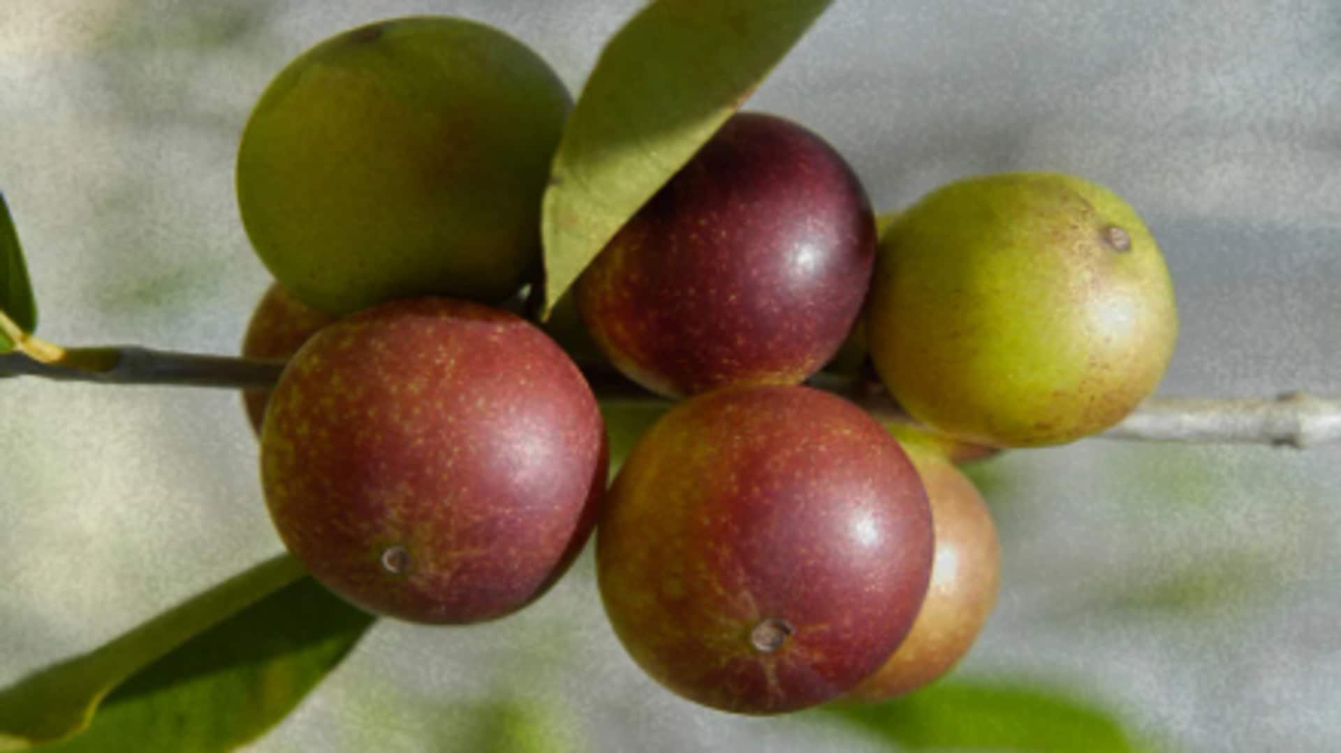 Eating camu camu daily can do this to your body! Eating camu camu daily can do this to your body!
