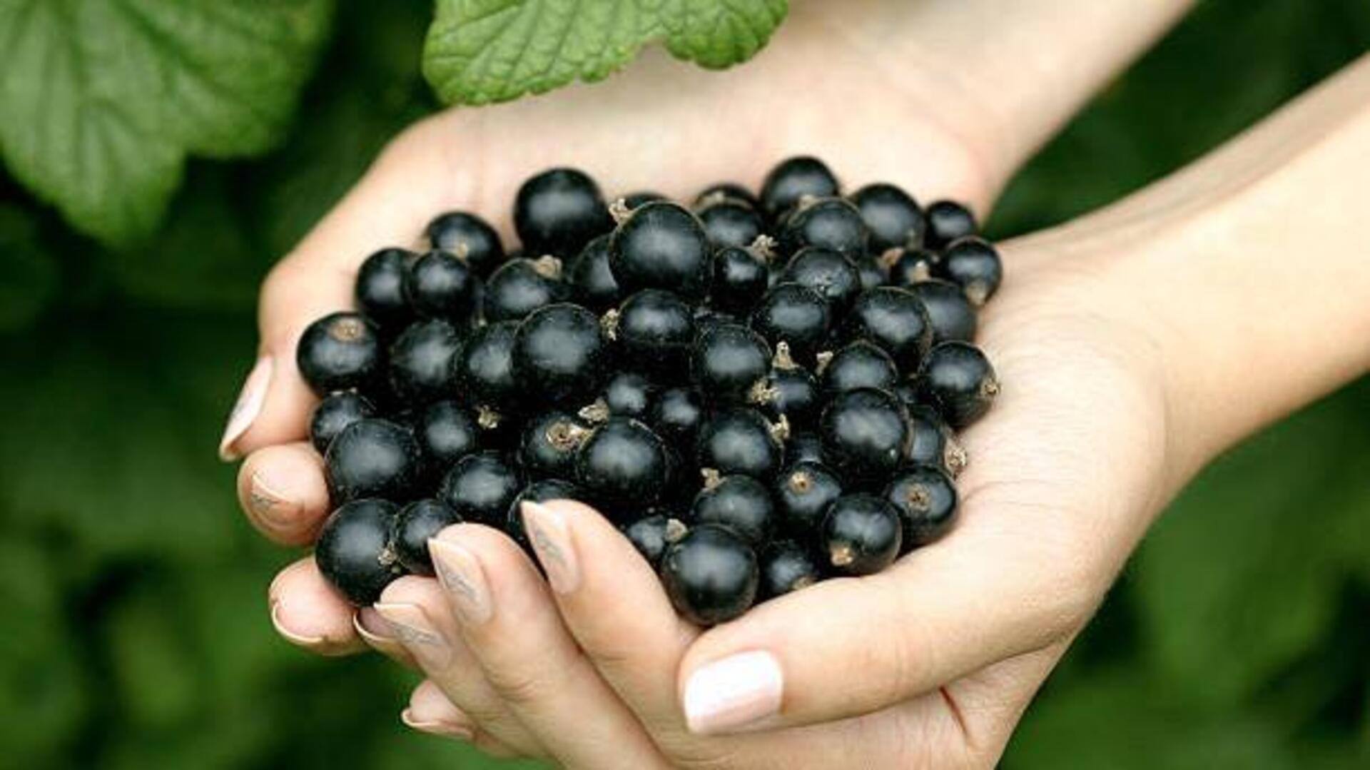 What makes black currant a superfruit 