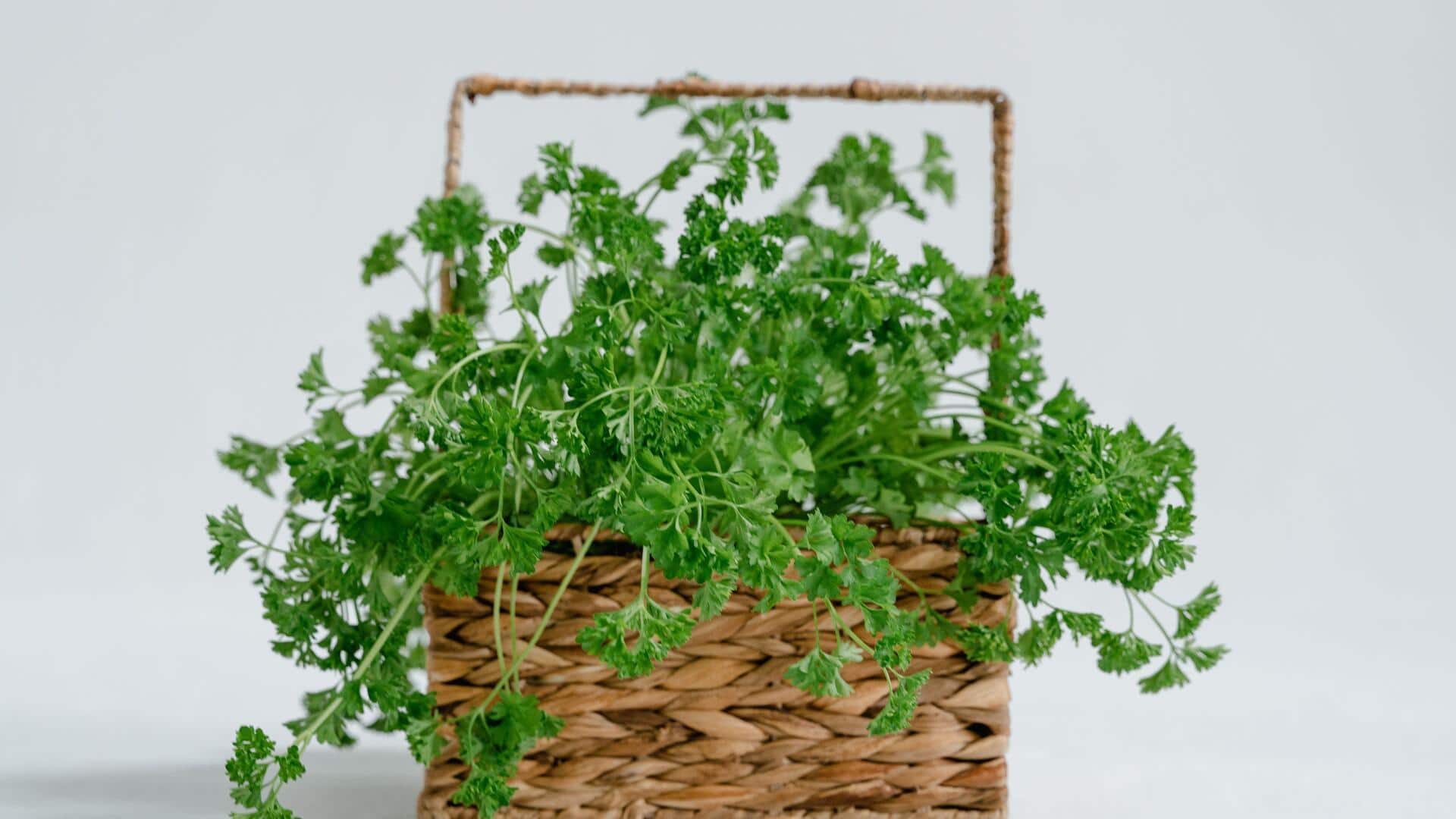 Parsley: A superfood you need in your kitchen