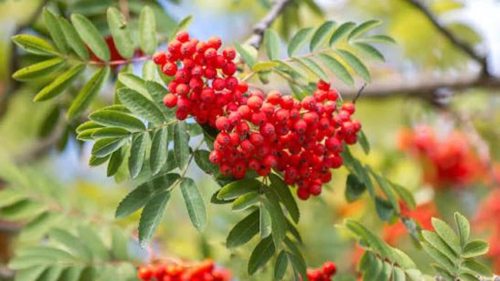 Meet rowanberry, an underrated superfruit