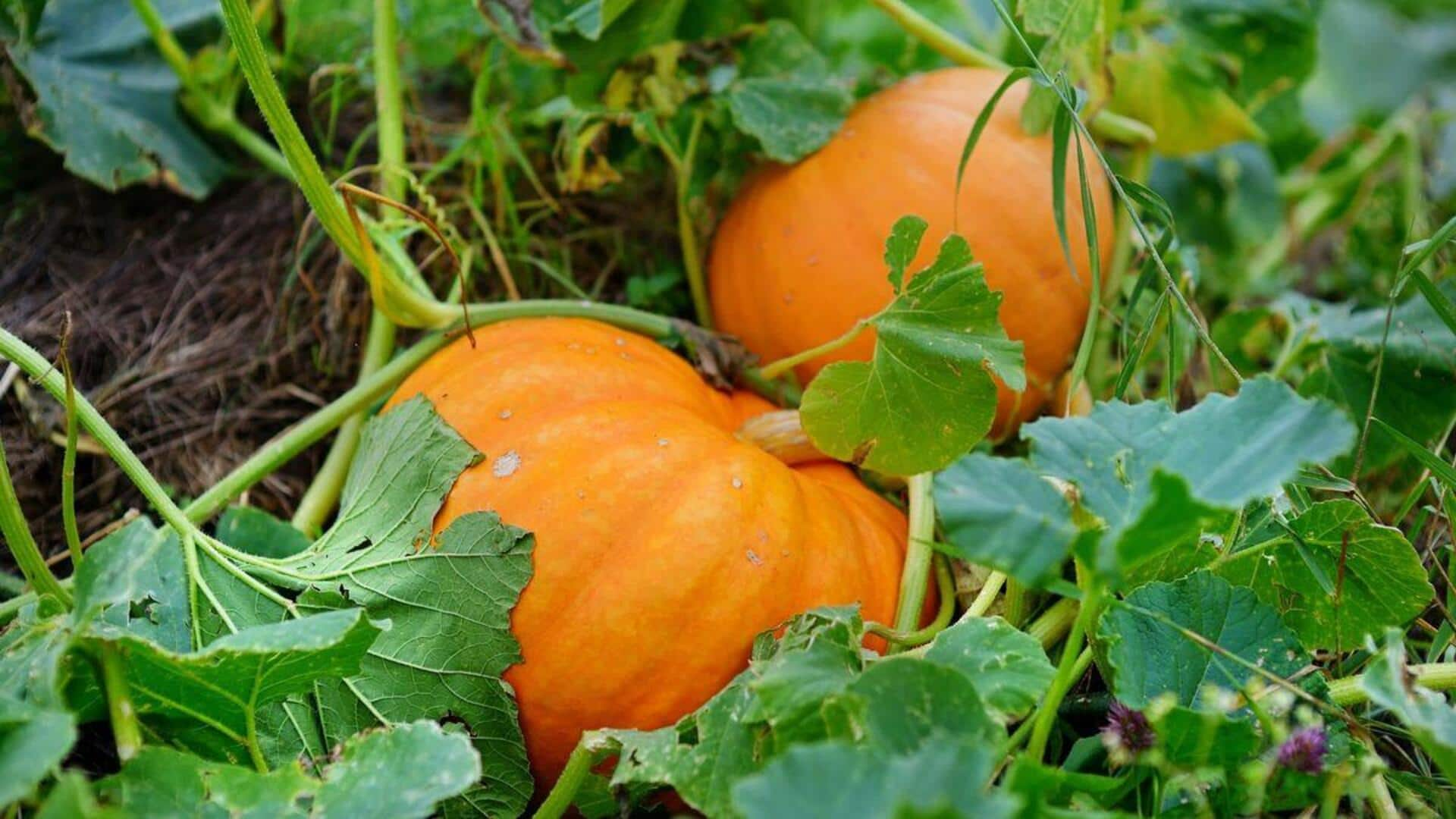 The superfood treasures of African pumpkin leaves