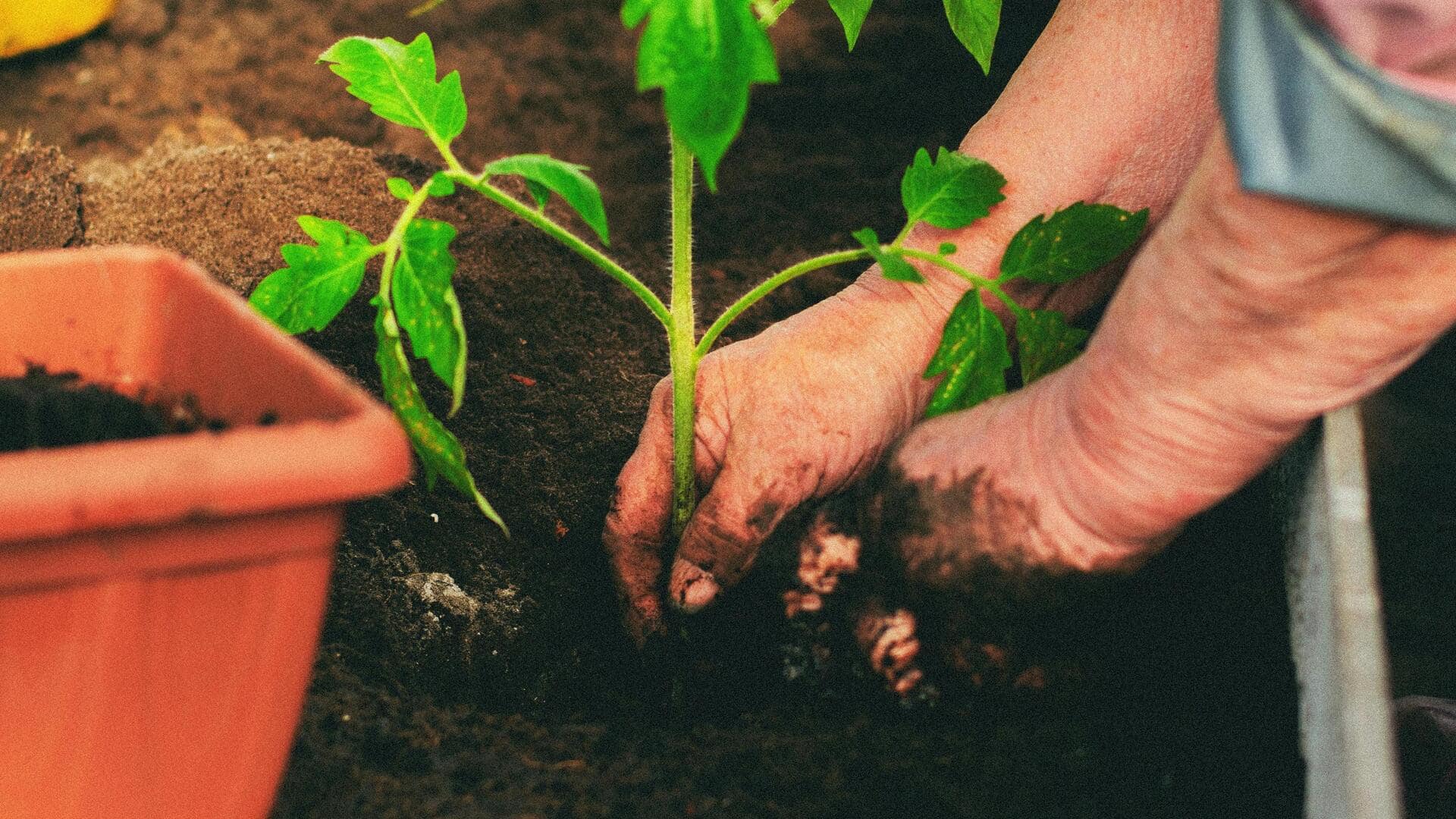 Turn your balcony into a thriving garden