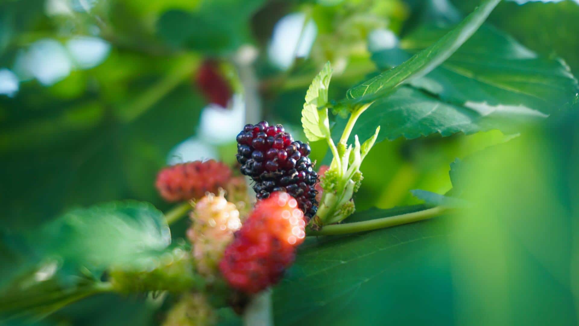 Grow juicy mulberries with these easy tricks