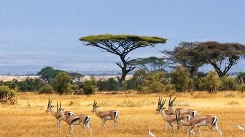 Top wildlife sanctuaries to visit in Botswana